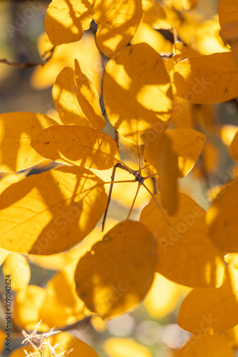 Bright yellow leaves in the autumn forest