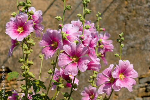 Pink hollyhock in a garden outdoors, alcea rosea, althaea rosea