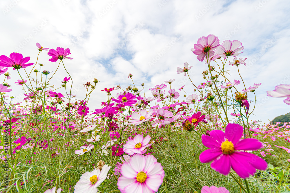 Obraz premium コスモスの花のある風景