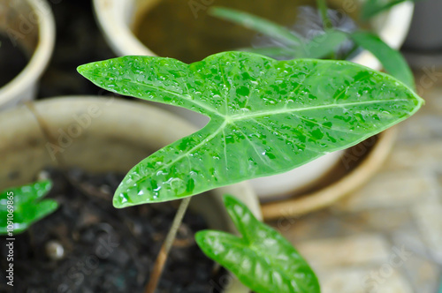 Alocasia longiloba miq, Alocasia longiloba or alocasia plant and rain droplet photo