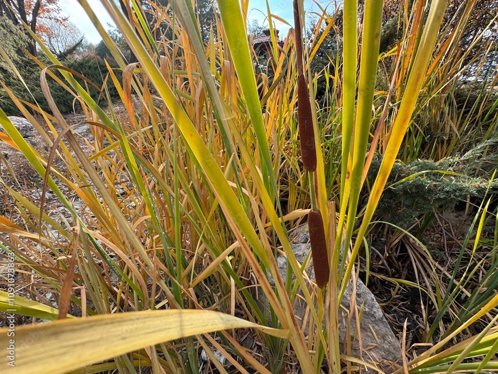 Obraz premium Typha latifolia, bulrush and broadleaf cattail detailed close-up. Typha latifolia, better known as broadleaf cattail. Brown rushes, reeds or typha latifolia with green leaves in front of sky. 