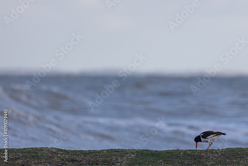 Eurasian oystercatcher photo