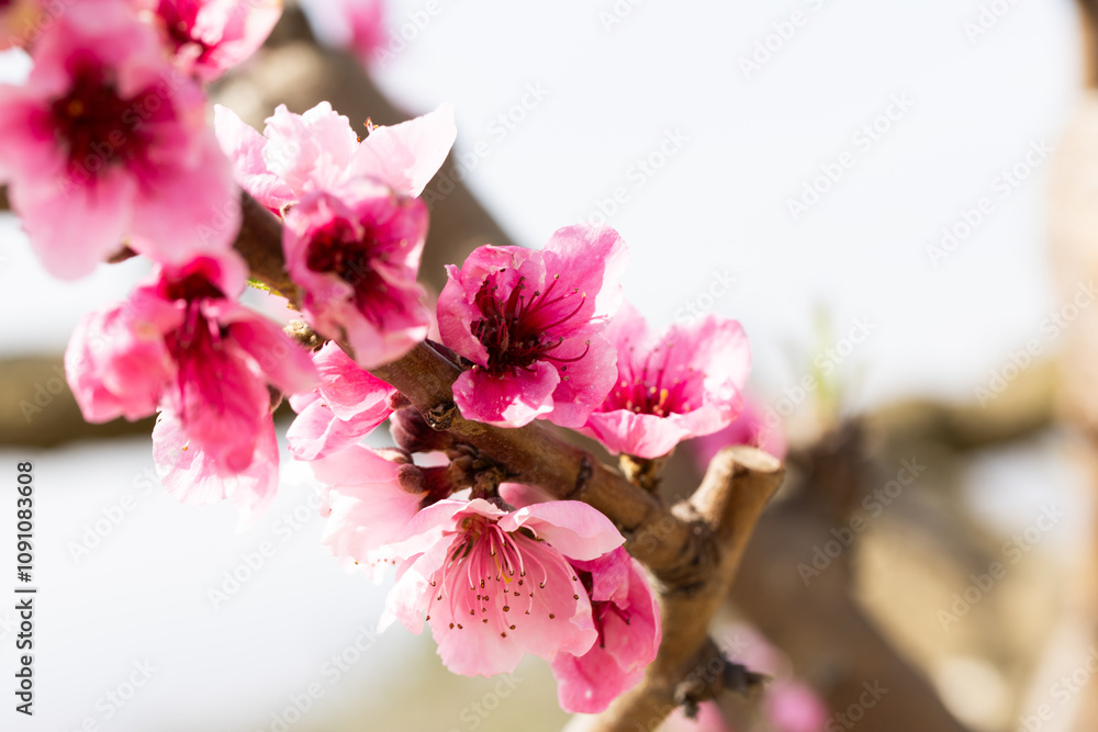 Fototapeta premium Peach flowering trees in gardens in spring