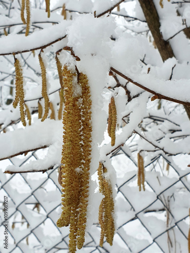 Obraz na płótnie yellow catkins on branches of hazel tree covered by white snow - closeup. Winter season w salonie