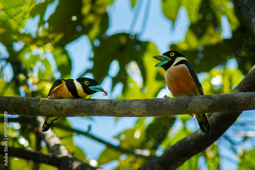 A pair of female and male black and yellow broadbill (Eurylaimus ochromalus) courtship display on a branch, the male is offering a centipede to the female as a gift, natural background photo