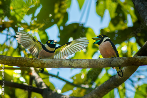 A pair of female and male black and yellow broadbill (Eurylaimus ochromalus) courtship display on a branch, the male is offering a centipede to the female as a gift, natural background photo