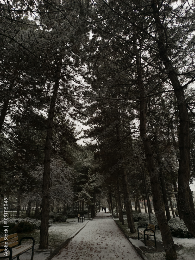 Fototapeta premium winter forest