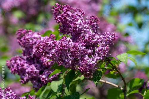 Lush lilac flowers in early summer on a sunny day.