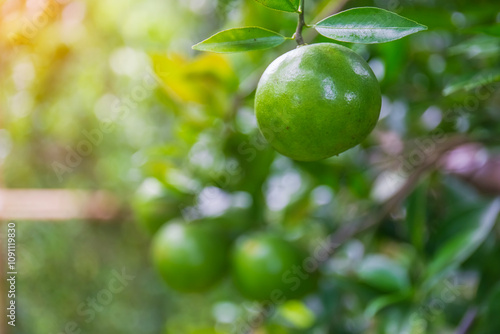 Wallpaper Mural Fresh oranges on the tree in the garden. Torontodigital.ca