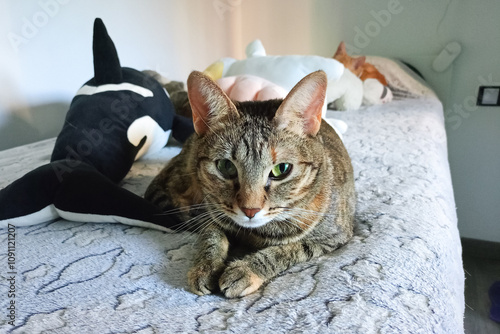 Gato atigrado relajado en una cama blanca con un peluche de orca y otros gatos durmiendo en el fondo. photo