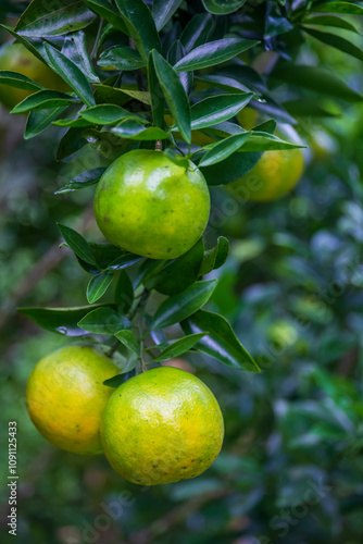 Wallpaper Mural Fresh oranges on the tree in the garden. Torontodigital.ca