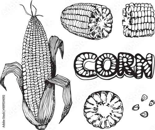 Set of corn cobs hand drawn illustration