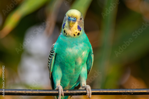 The budgerigar (Melopsittacus undulatus), also known as the common parakeet, shell parakeet or budgie is a small, long-tailed, seed-eating parrot native to Australia photo