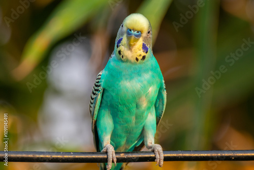 The budgerigar (Melopsittacus undulatus), also known as the common parakeet, shell parakeet or budgie is a small, long-tailed, seed-eating parrot native to Australia photo