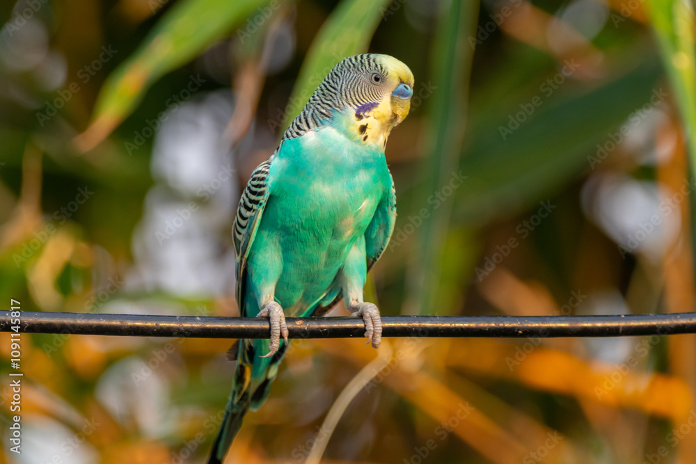 Obraz premium The budgerigar (Melopsittacus undulatus), also known as the common parakeet, shell parakeet or budgie is a small, long-tailed, seed-eating parrot native to Australia