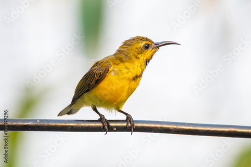 The olive-backed sunbird (Cinnyris jugularis ), also known as the yellow-bellied sunbird, is a species of sunbird found from Southern Asia to Australia. photo