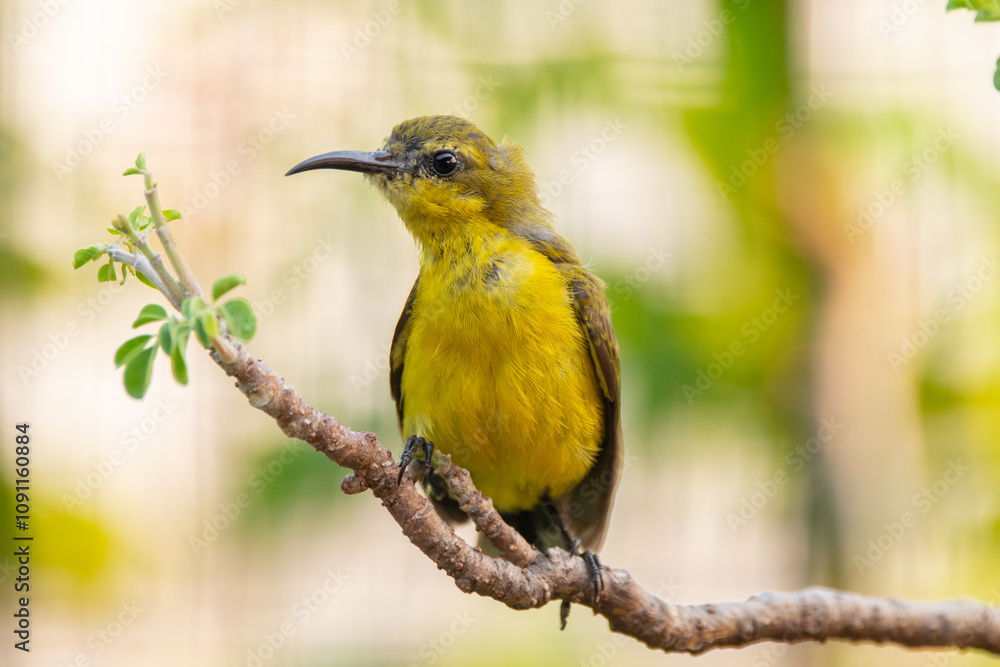 Obraz premium The garden sunbird (Cinnyris jugularis), previously known as the olive-backed sunbird, is a species of passerine bird in the family Nectariniidae