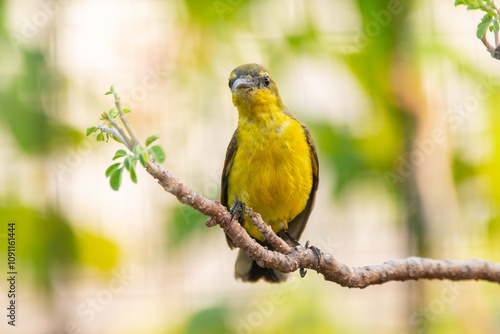 The garden sunbird (Cinnyris jugularis), previously known as the olive-backed sunbird, is a species of passerine bird in the family Nectariniidae photo