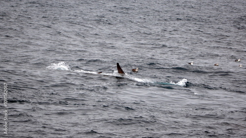 Fin whale (Balaenoptera physalus) off of Elephant Island, in the South Shetland Islands, Antarctica photo