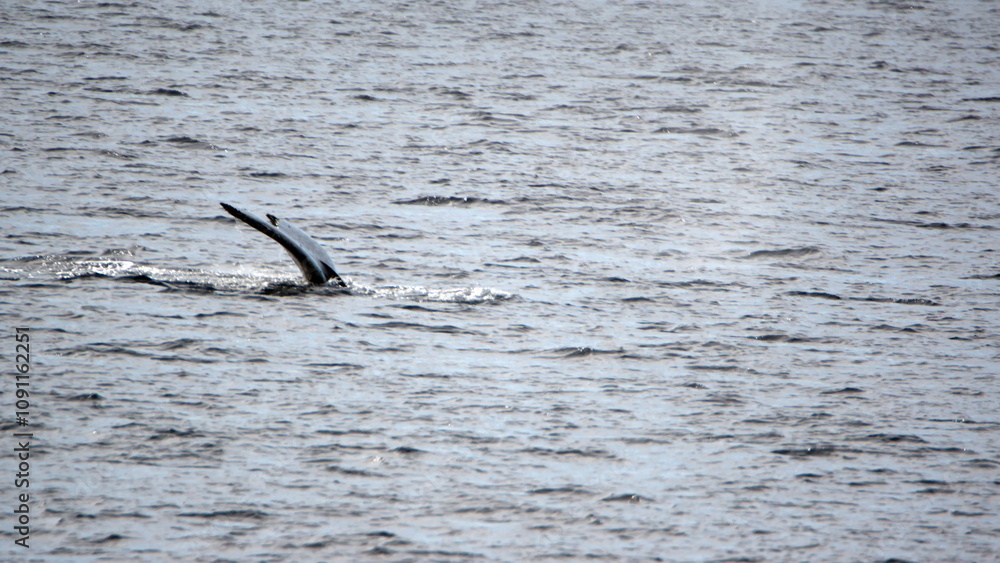 Naklejka premium Tail of a humpback whale (Megaptera novaeangliae) at Portal Point, Antarctica