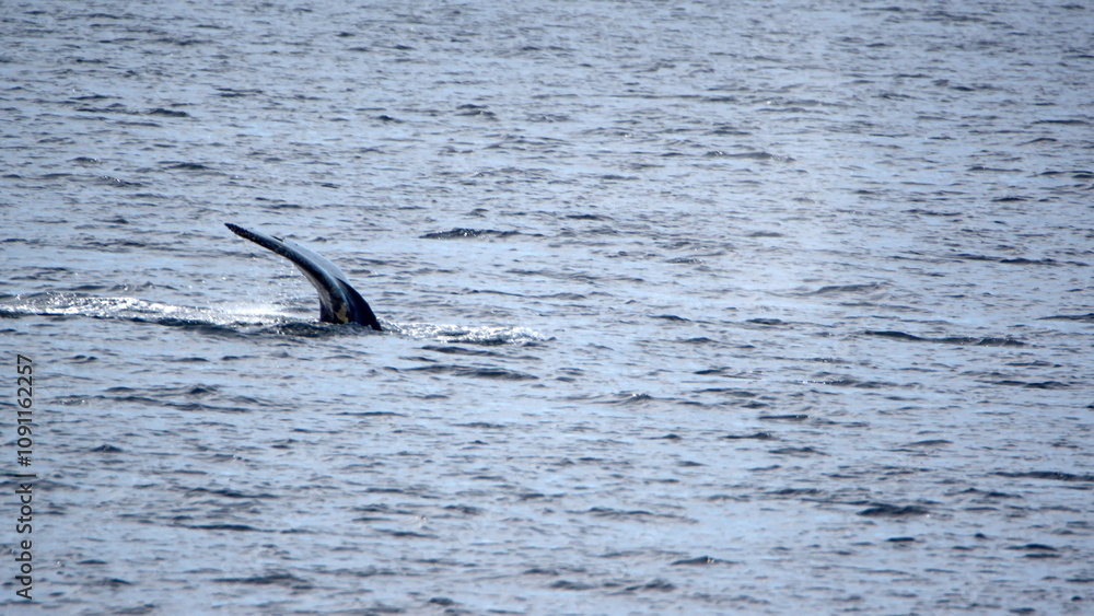 Fototapeta premium Tail of a humpback whale (Megaptera novaeangliae) at Portal Point, Antarctica