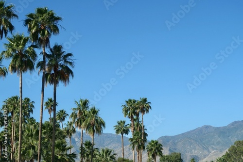 Wallpaper Mural palm trees against the sky Torontodigital.ca