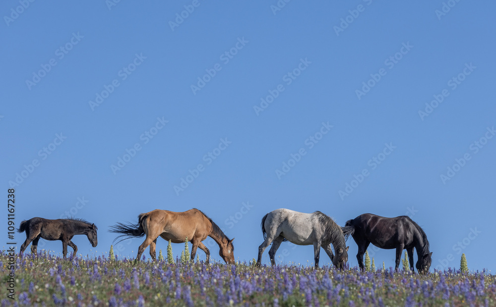 Obraz premium Wild Horses in the Pryor Mountains Montana in Summer