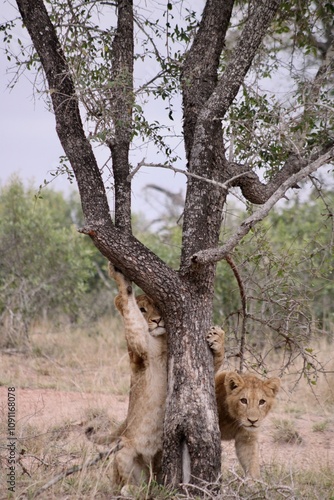 Canvas Print lion cub hanging on a tree