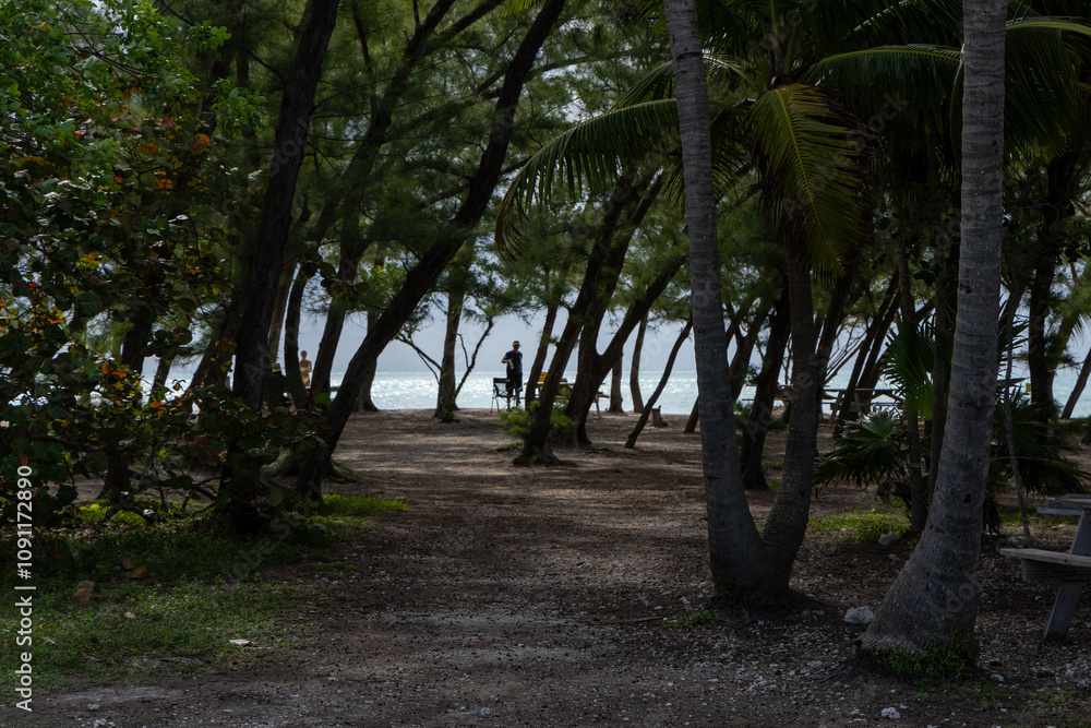 Fototapeta premium Shaded forested path with tropical trees leading to a view of the ocean, creating a serene and natural atmosphere.