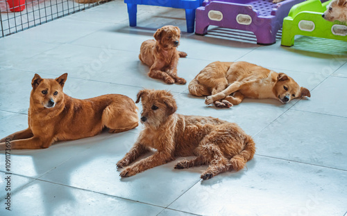 Wall Mural A diverse group of dogs relaxing in a shelter with colorful bedding and play are