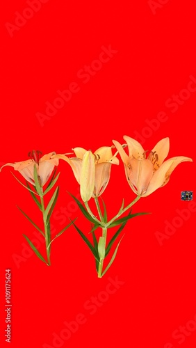 siberian lily lilium with red background photo