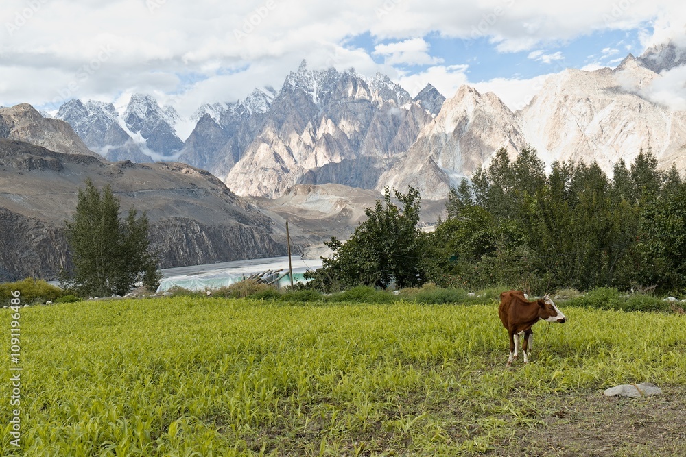 Naklejka premium View of the Tupopdan Peak mountain range from Hussaini village. Karakoram mountain range. Gilgit-Baltistan region. Pakistan. Asia.