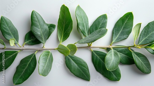 A Delicate Arrangement of Lush Green Leaves, A Symphony of Nature's Art photo