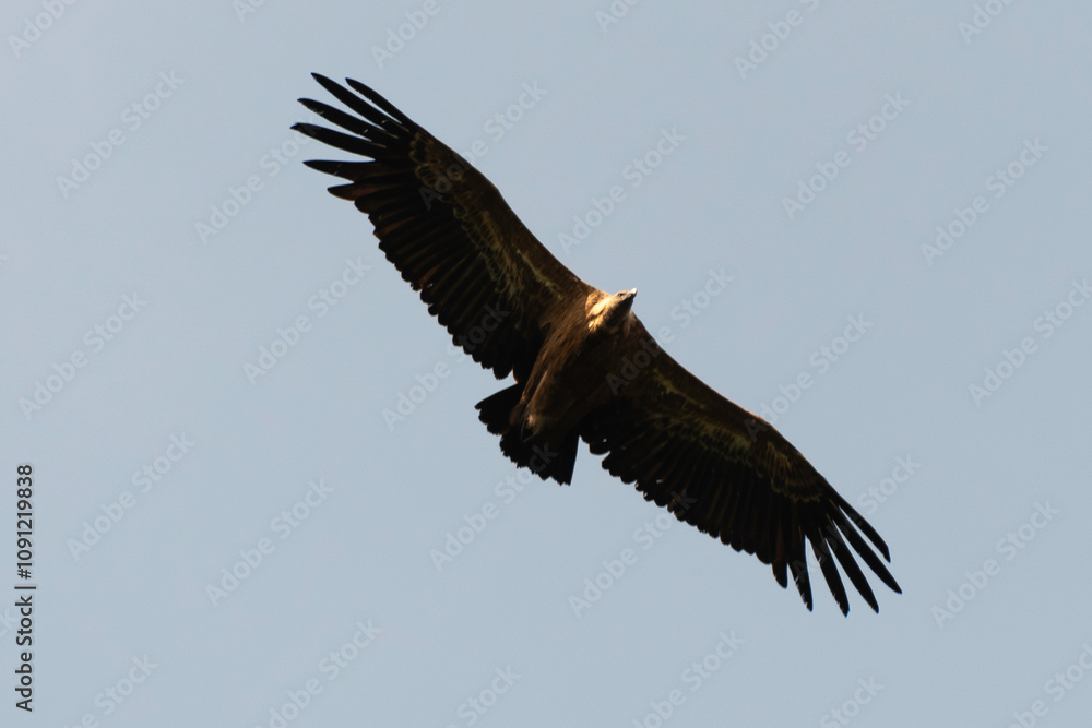 Fototapeta premium Vautour fauve,.Gyps fulvus, Griffon Vulture, Parc naturel régional des grands causses 48, Lozere, France