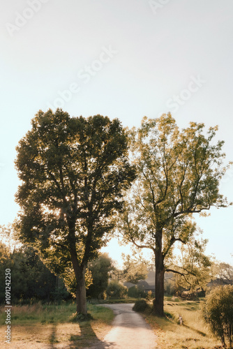 Romantic place, two trees by the road, magical atmosphere, atmospheric lighting
 photo