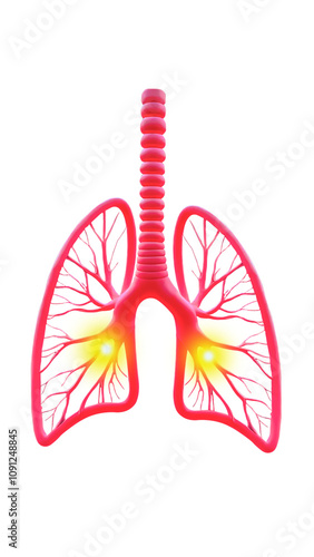 Illustration depicting the bronchi. Isolation on a transparent background.