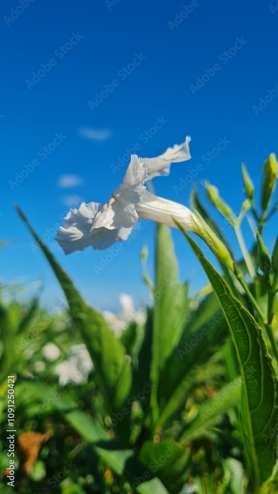 Obraz premium sky, blue