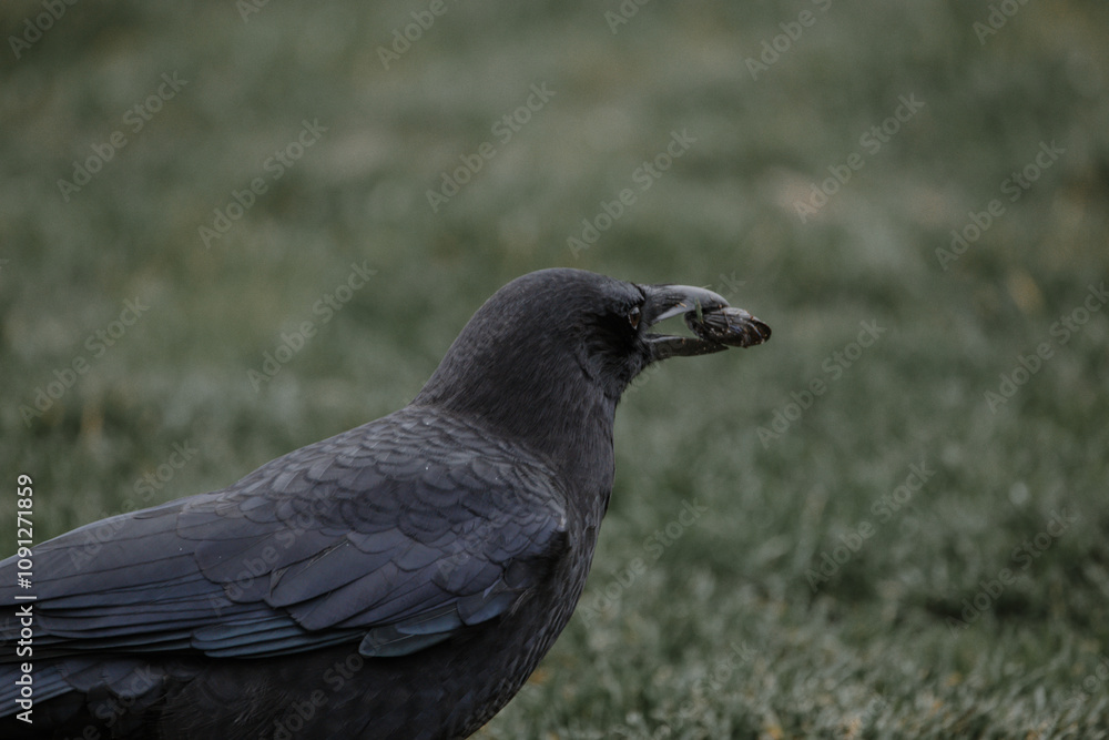 Fototapeta premium Crow eatging his bug