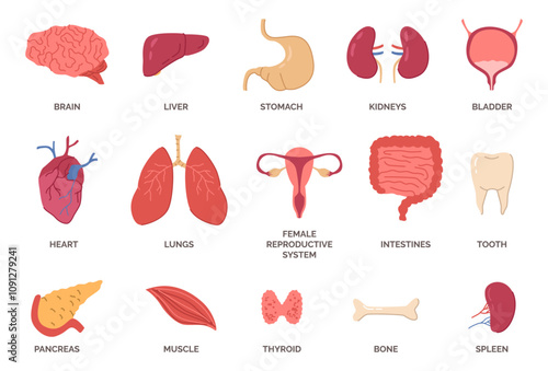 Human organs collection. Vector spleen, brain and liver, stomach and kidneys, bladder and heart, lungs and female reproductive system, intestines and tooth, pancreas and muscle, thyroid and bone