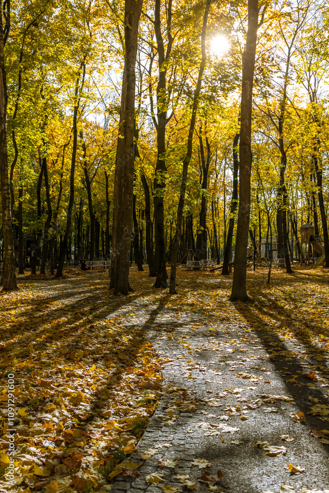 Fototapeta premium A forest with trees and leaves on the ground