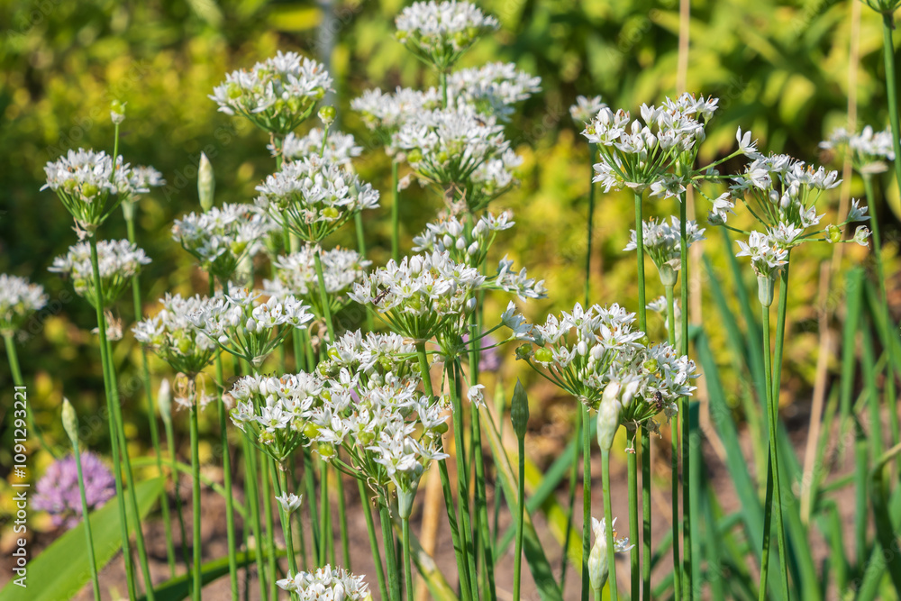 Obraz premium Flowering garlic chives. Allium tuberosum. Oriental garlic, Asian chives, Chinese chives