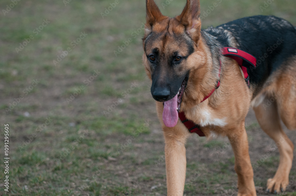 Happy German Shepherd with tongue hanging out Happy German Shepherd with tongue hanging out
