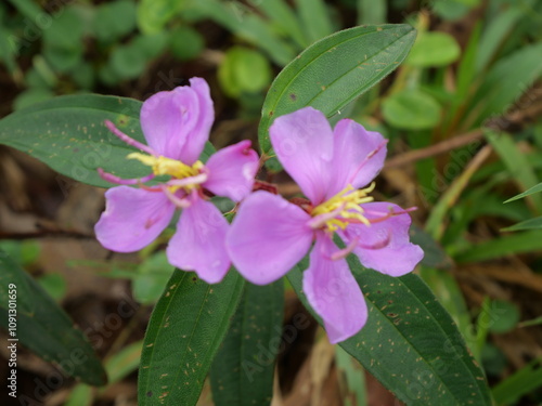 Seduduk Fruits  [Melastoma malabatricum] is a wild plant whose flowers have purple crowns. Sundanese people call it harendong, in Java it is called kluruk or Seduduk