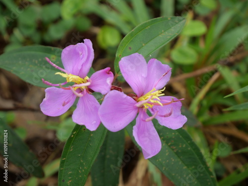 Seduduk Fruits  [Melastoma malabatricum] is a wild plant whose flowers have purple crowns. Sundanese people call it harendong, in Java it is called kluruk or Seduduk