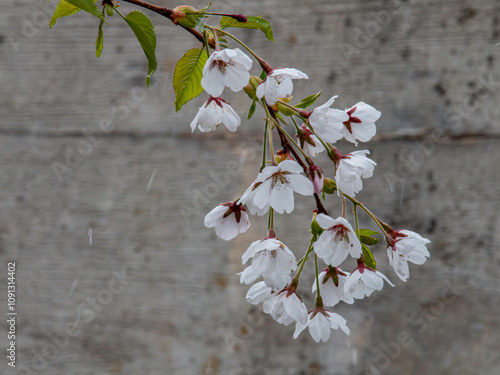 Vogelkirsche. Lateinisch: Prunus avium (L.) L. Aus der Familie der Rosaceae photo