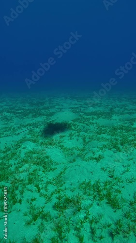 Wallpaper Mural Vertical video, Lonely Leopard whipray swimming over seagrass bed, Slow motion, Follow shot of Longtail Stingray, Himantura uarnak swims above seabed covered with green algae Torontodigital.ca