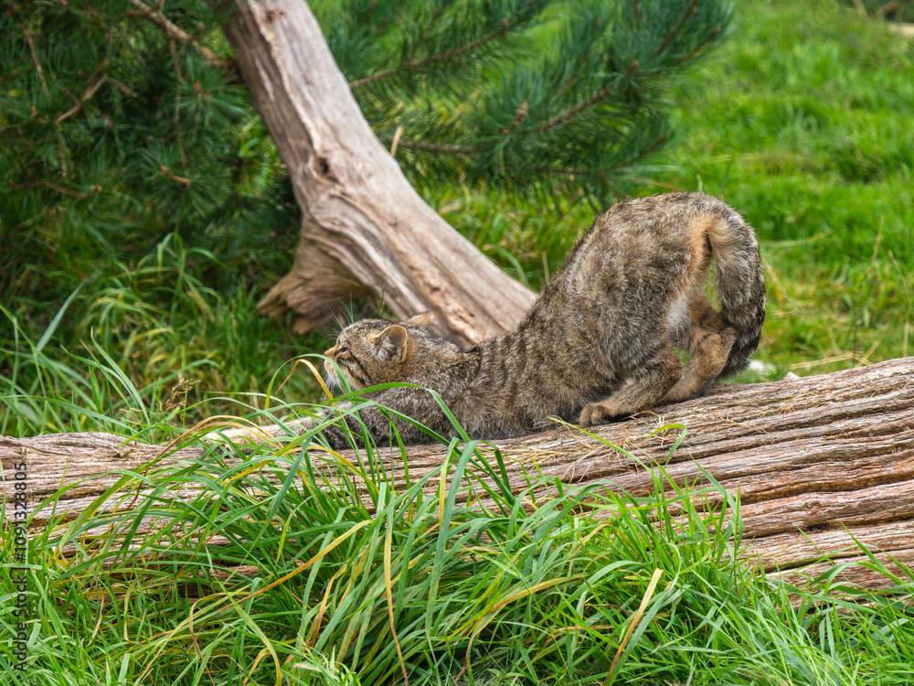 Fototapeta premium Scottish Wildcat Stretching on a Log