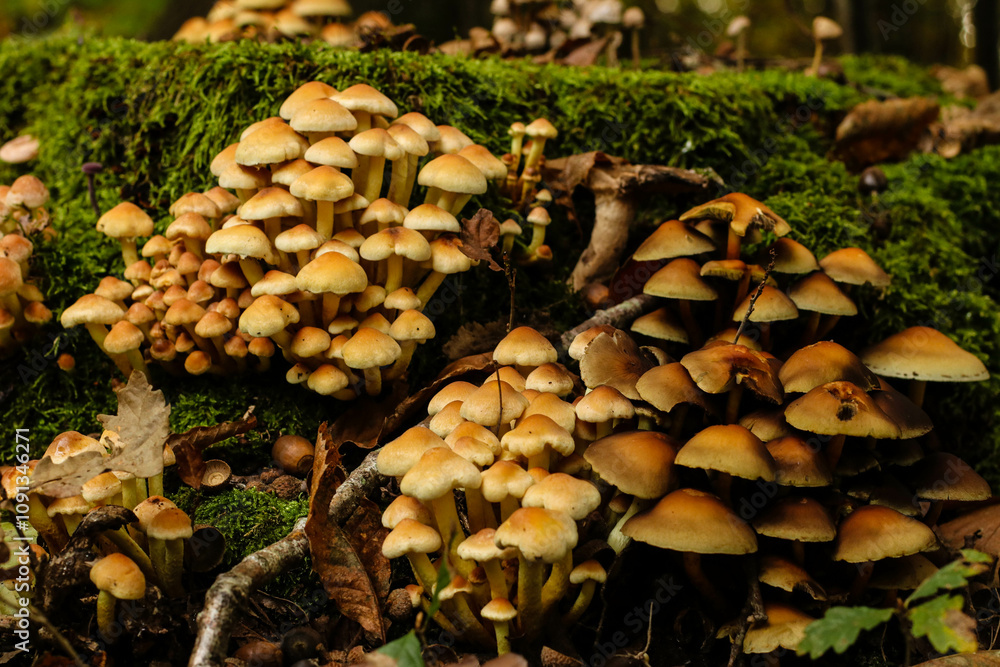 Troupeau de champignons Troupeau de champignons