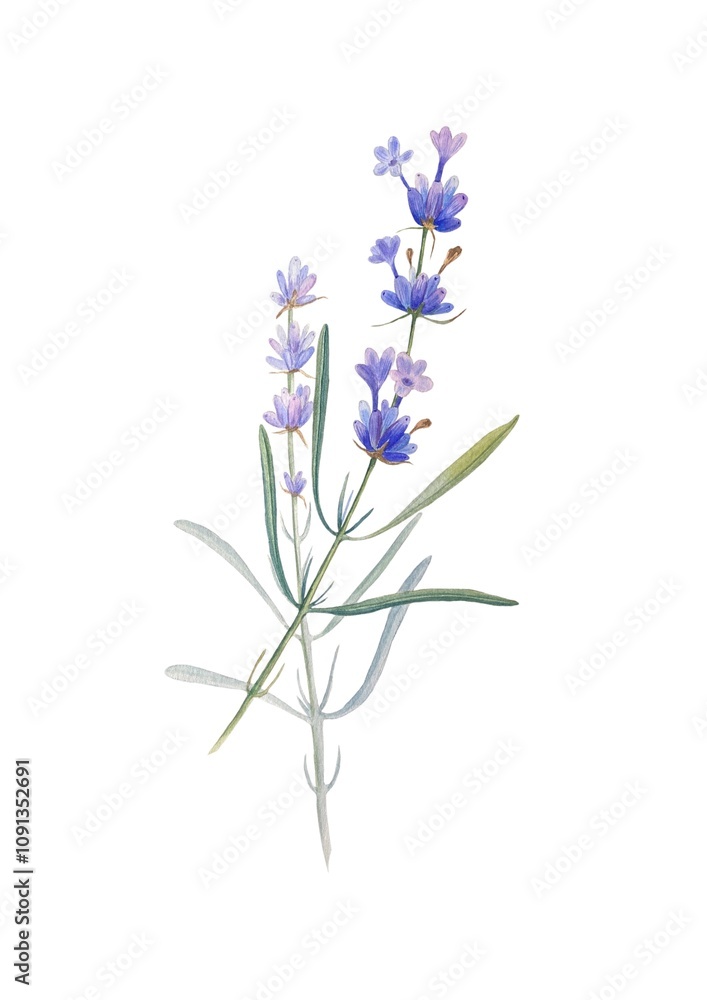 Fototapeta premium Lavender branches on a white background watercolor