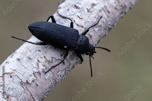 Mealworm beetle,Tenebrio molitor, darkling beetle, in nature insectofarm. Alternative protein source, east food, pet feed bird, rodent, reptile. Pest of grain, products. Insectophobia, insecticides. photo